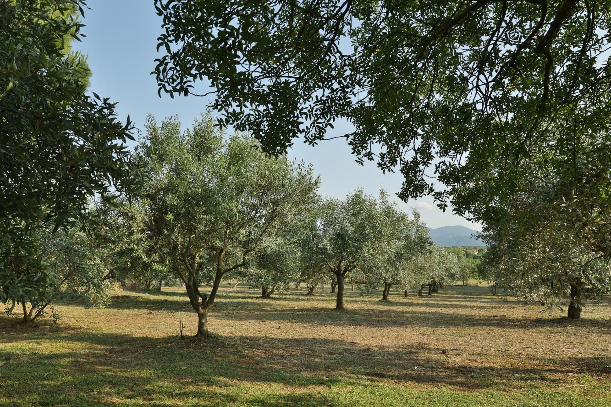Οlives And Vines All Seasons Villa Litochoro Exterior photo